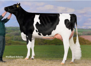 官宣！加佳农成为德国OHG奶牛冻精中国区独家代理